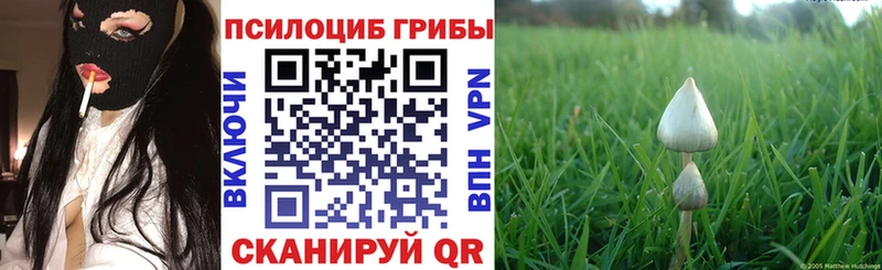 Галлюциногенные грибы Psilocybine cubensis  Купить закладки  Новозыбков 